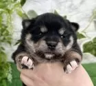 ミックス(チワワ×柴犬)【埼玉県・女の子・2025年1月10日・ブラックタン】の写真3
