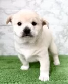 ミックス(チワワ×柴犬)【埼玉県・女の子・2025年9月20日・ホワイトクリーム】の写真4