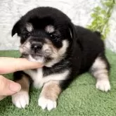 ミックス(チワワ×柴犬)【埼玉県・女の子・2025年9月20日・ブラックタン】の写真5