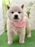 柴犬(標準サイズ)【埼玉県・女の子・2024年12月13日・白】の写真6