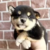 柴犬(標準サイズ)【埼玉県・男の子・2025年9月5日・黒】の写真6