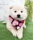 柴犬(標準サイズ)【埼玉県・男の子・2025年10月3日・白】の写真6