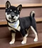 豆柴【埼玉県・女の子・2025年6月30日・黒】の写真6