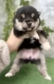 柴犬(標準サイズ)【埼玉県・女の子・2025年1月21日・黒】の写真8