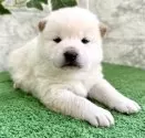 豆柴【埼玉県・男の子・2025年2月20日・白】の写真9