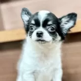 チワワ(ロング)【埼玉県・女の子・2025年2月2日・ホワイトブラックタン】の写真9