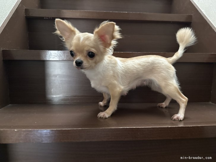 チワワ(ロング)【・女の子・2022年1月20日・クリームホワイト】