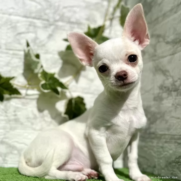 ながやんの姉 様のお迎えした子犬