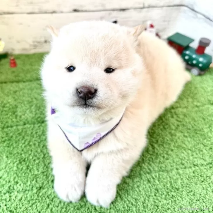 AH 様のお迎えした子犬
