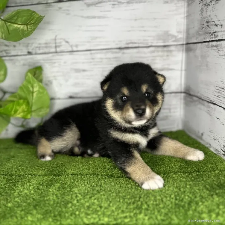 ID：2307-01132の子犬