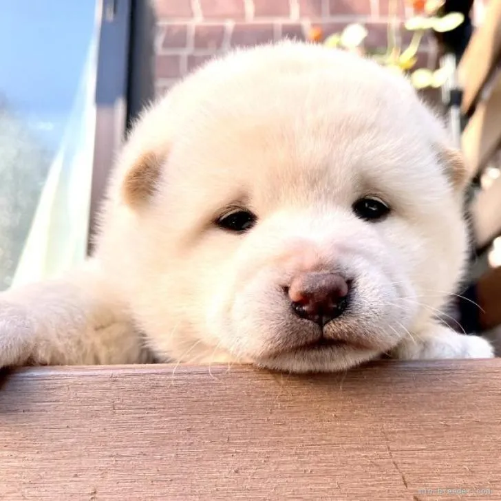 ID：2212-00369の子犬