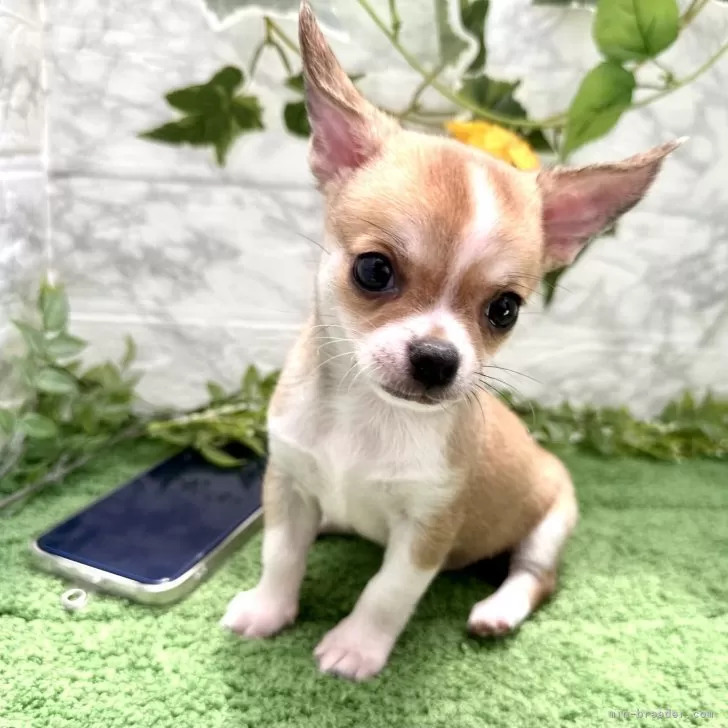 ID：2406-05573の子犬