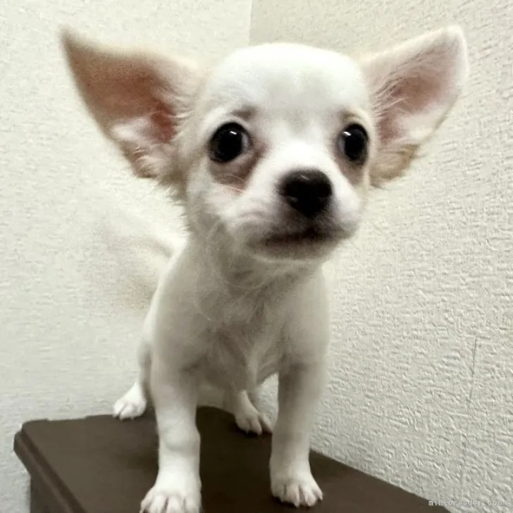 RIe 様のお迎えした子犬