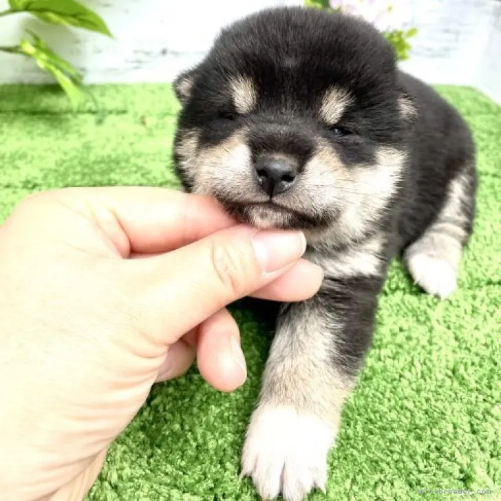 ID：2305-05572の子犬