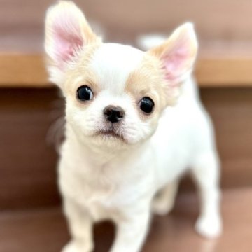 チワワ(ロング)【埼玉県・女の子・2023年8月17日・ホワイトクリーム】の写真「お鼻の短いタレ目の特選美人ちゃん❣️」