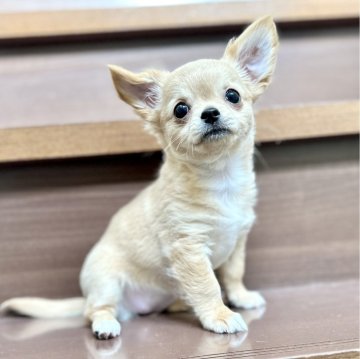 チワワ(ロング)【埼玉県・女の子・2024年3月3日・フォーンホワイト】の写真「まん丸なお顔の鼻の短い美人さんです！」