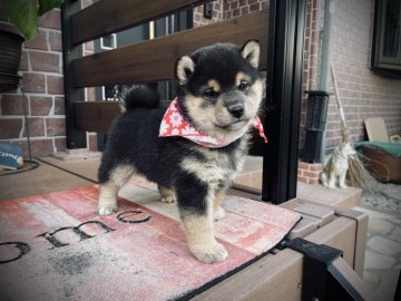 柴犬(標準サイズ)【埼玉県・女の子・2021年10月4日・黒】の写真「配色のキレイなたぬき顔の女の子❣️」