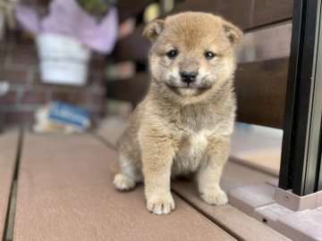 柴犬(標準サイズ)【埼玉県・男の子・2022年3月29日・赤】の写真「コロコロモフモフな男の子♫」