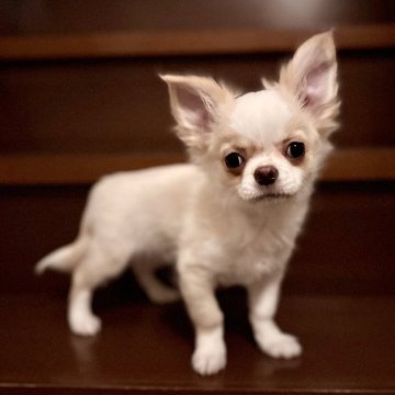 チワワ(ロング)【埼玉県・男の子・2023年11月18日・クリームホワイト】の写真「お鼻の短いドワーフな特選のイケメン君♪」