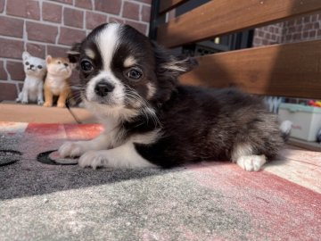 チワワ(ロング)【埼玉県・男の子・2021年11月22日・ブラックタン&ホワイト】の写真「人懐っこくおとなしいモフモフなボクです！」