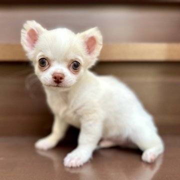 チワワ(ロング)【埼玉県・男の子・2024年3月13日・クリームホワイト】の写真「小さなクマのぬいぐるみみたいなチビ男の子❤️」