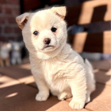 ミックス(チワワ×柴犬)【埼玉県・女の子・2023年11月1日・ホワイト&クリーム】の写真「モフモフの唯一無二な垂れ目のチワ柴ちゃん」