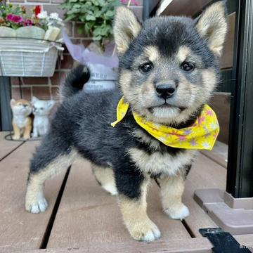 柴犬(標準サイズ)【埼玉県・男の子・2022年4月7日・黒】の写真「小さめな可愛い男の子！」