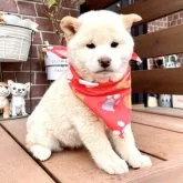 柴犬(標準サイズ)【埼玉県・女の子・2022年11月3日・白】の写真1