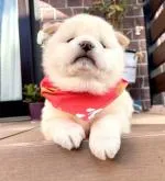 柴犬(標準サイズ)【埼玉県・女の子・2022年11月3日・白】の写真3