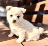 ミックス(チワワ×柴犬)【埼玉県・女の子・2023年11月1日・ホワイト&クリーム】の写真3