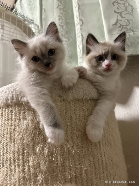 内藤　則子(ないとう　のりこ)ブリーダー(愛知県・ゴールデンレトリバーなど・JKC登録)の紹介写真4