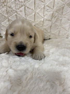 ゴールデンレトリバー【愛知県・女の子・2021年8月25日・ゴールド】の写真「父JKCチャンピオン母JKCチャンピオン直子です😊」