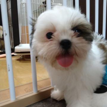 シーズー【愛知県・女の子・2022年6月22日・パーティーカラー】の写真「人懐っこい おっとりさん」