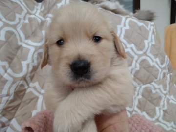 ゴールデンレトリバー【愛知県・男の子・2022年4月8日・ゴールド】の写真「父親JKCチャンピオン 母親チャンピオン直子」