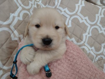 ゴールデンレトリバー【愛知県・男の子・2022年4月8日・ゴールド】の写真「父親JKCチャンピオン 母親チャンピオン直子」