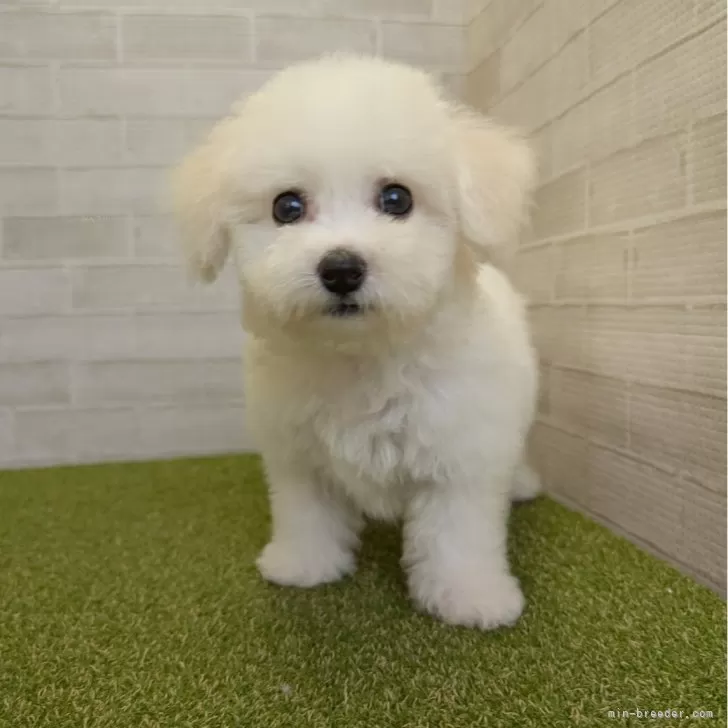 こんこん 様のお迎えした子犬