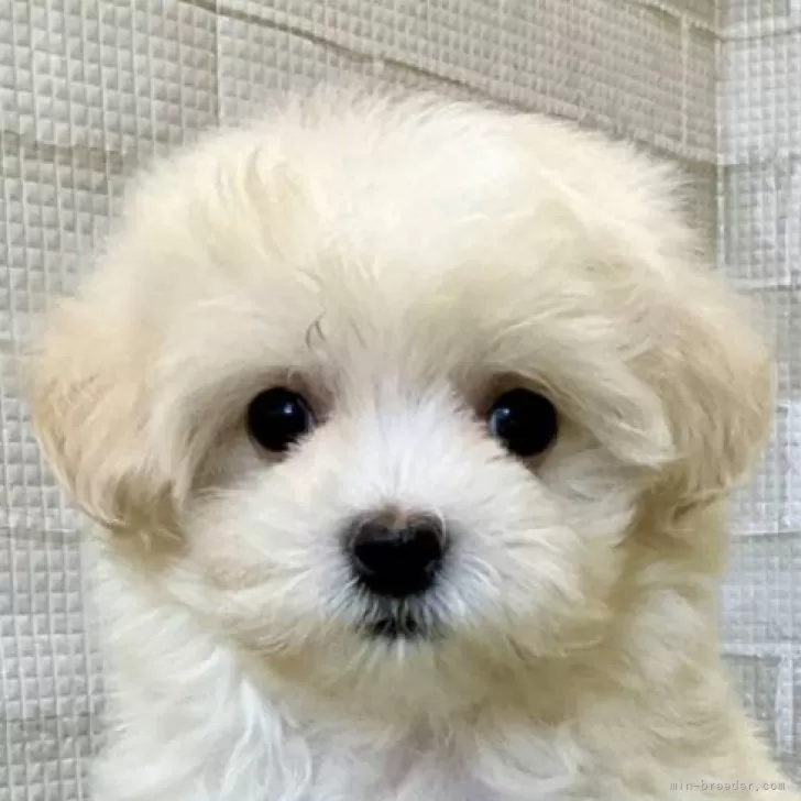 Y 様のお迎えした子犬