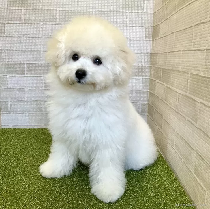 niko 様のお迎えした子犬