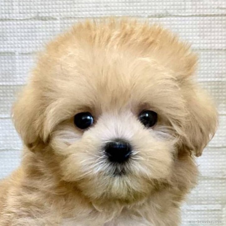 Y 様のお迎えした子犬