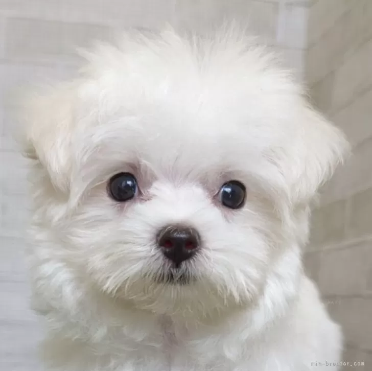 ID：2506-00635の子犬