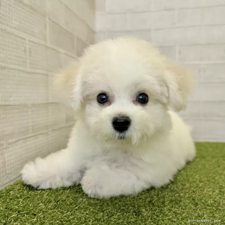ID:2410-06819の子犬