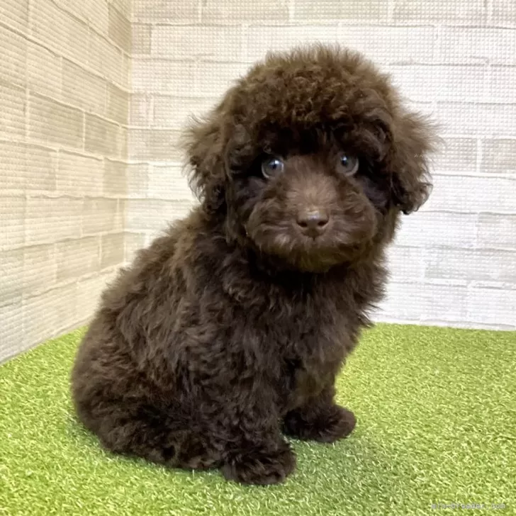 ずんだ 様のお迎えした子犬