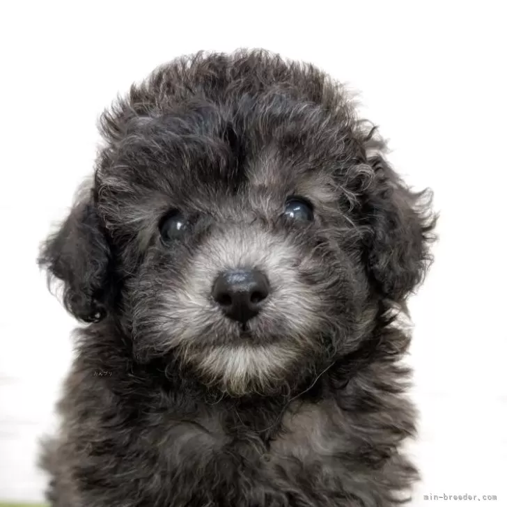 トイプードル(トイ)【熊本県・男の子・2025年9月12日・シルバー】の写真1