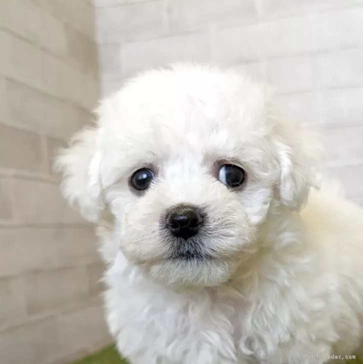 K/K 様のお迎えした子犬