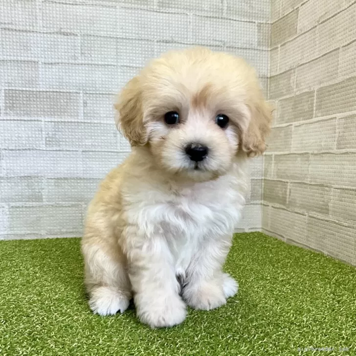 ID：2501-03578の子犬