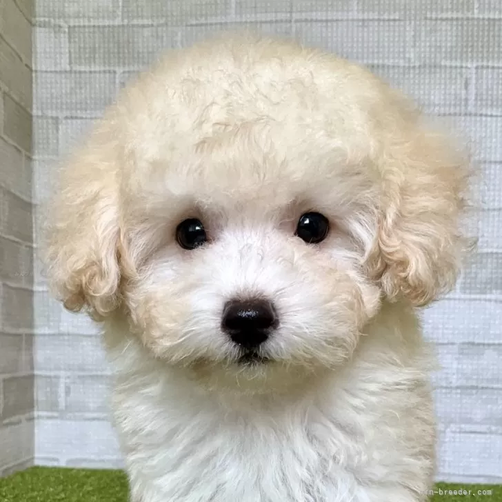 K.H 様のお迎えした子犬