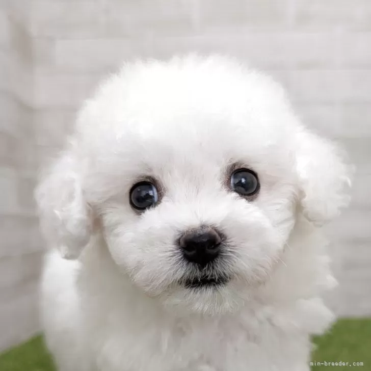 F.S 様のお迎えした子犬