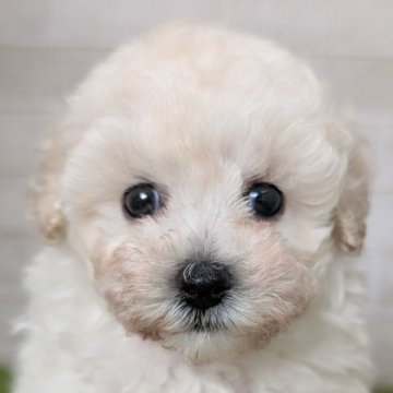 トイプードル(タイニー)【熊本県・女の子・2025年9月12日・クリーム】の写真「しっぽフリフリ素敵女子♥」