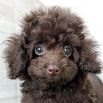 トイプードル(タイニー)【熊本県・男の子・2025年5月20日・ブラウン】の写真「クリクリお目々の小柄ちゃん♡」