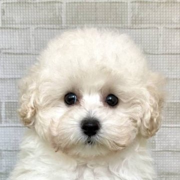 トイプードル(タイニー)【熊本県・女の子・2025年9月12日・クリーム】の写真「モッフモフ♥まるでクマのぬいぐるみ」